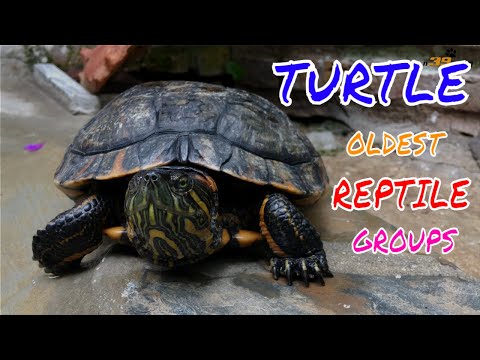 LIVE DICTIONARY - 4K Animal Footage ~ TURTLE | RÙA NƯỚC | TORTUE | SCHILDKRÖTE | カメ 터틀 | n39 vlog