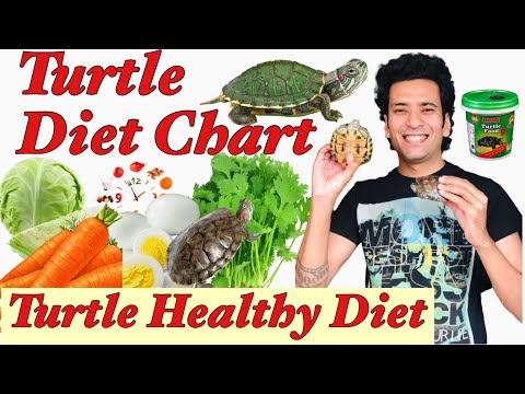 Turtle Diet Chart | How much to Feed Turtle| Turtle Portion Size | Turtle Healthy Food | Indian Tips