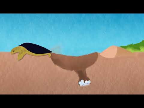 Sea Turtle Life Cycle (Animation)