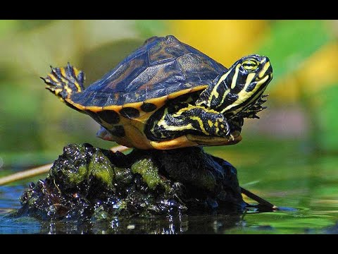 How to Get Rid of Salmonella in Turtles?