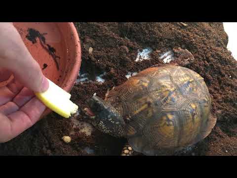 Box Turtle Eating Apple