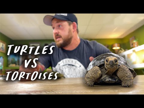 Tortoises ARE Turtles!