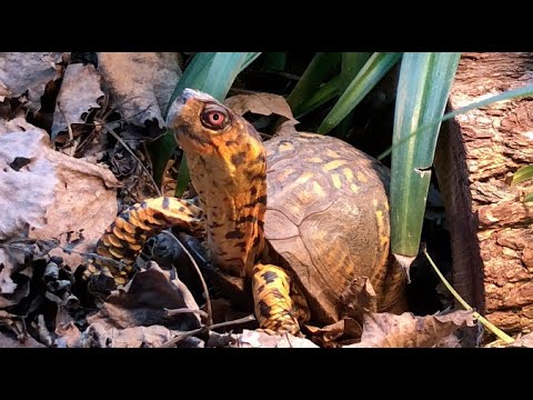 Sparky - tips for box turtle winter care