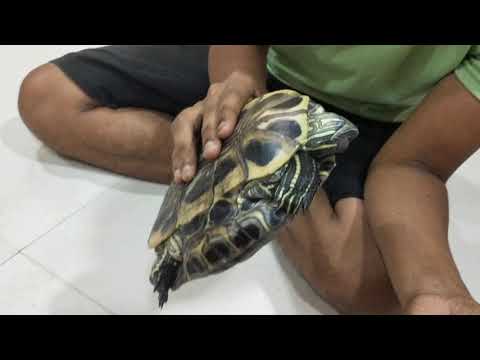 treatment of turtle eyes problems.