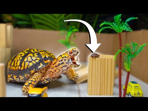 Top 5 BEST BOX TURTLE Foods You Can Buy!