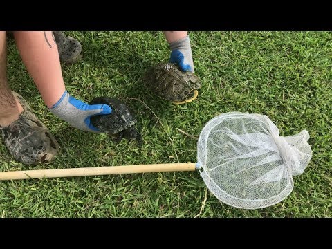 How to catch turtles