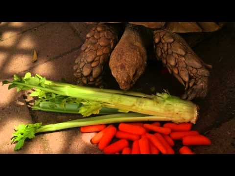 Panzer the Tortoise eating celery