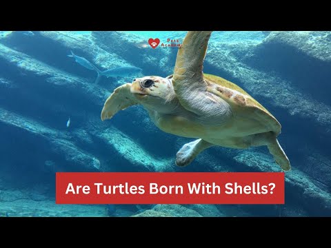 Are Turtles Born With Shells? #turtles