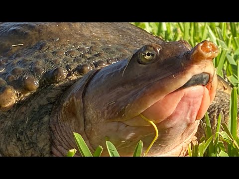 Softshell Snappin' Turtle {Catch Clean Cook} Alligator Crushes a turtle at our feet!!!!