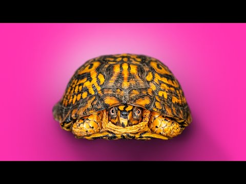 How Do Box Turtles Grow?