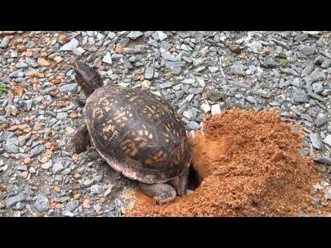 Box Turtle Lays Eggs in Her Nest