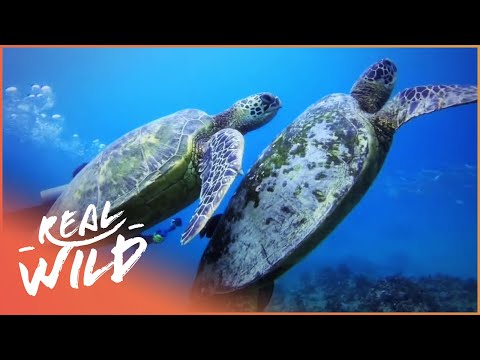 How Turtles Survive In The Wild (Wildlife Documentary) | Wild About | Real Wild