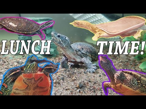 Feed My Pet Friday: Softshell, Painted, Map, and Musk Turtles!