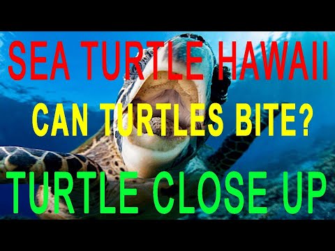 Can a Sea Turtle Bite? Up Close and Personal with Sea Turtle of Hawaii