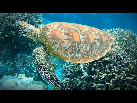 How Long Can Turtles Hold Their Breath For?