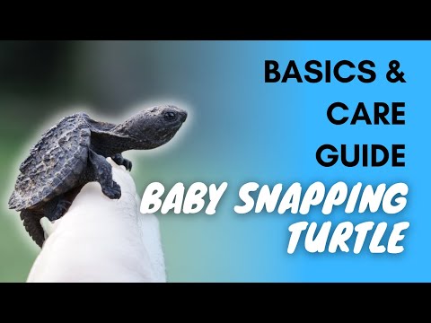 Baby Snapping Turtle: Basics And Care Guide