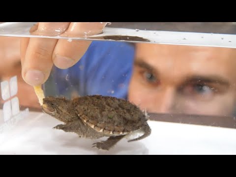 Baby Snapping Turtle Eats From My Hand