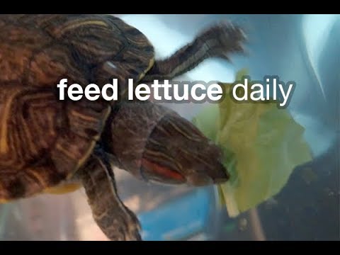 Turtle Tip: Feed Lettuce Daily