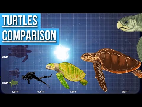 Biggest Sea Turtle | Size Comparison