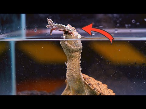 Snapping turtle eats live soft shell turtle (live feeding)