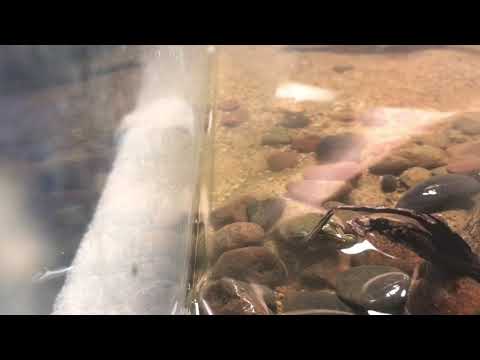 Baby Soft Shell Turtle Feeding