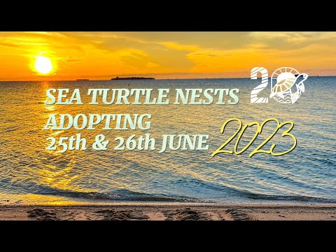 Sea Turtle Nests Adopting 2023