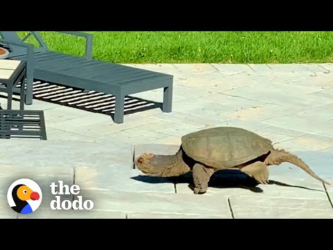 A Giant Snapping Turtle Showed Up This Family’s Yard With An Amazing Surprise | The Dodo Wild Hearts