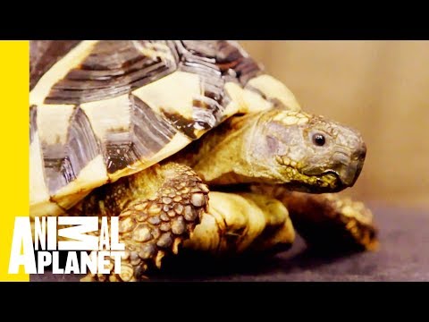 The Hermann’s Tortoise Is The Most Low-Maintenance Pet | Scaled