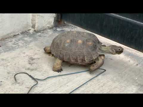 Tortoise walks very fast and poops from excitement