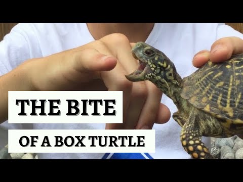 CHOMPED On By Ornate Box Turtle - Animal Pain Index