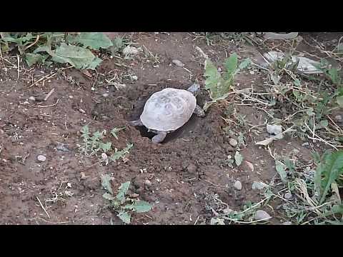 Box Turtles Digging Nests