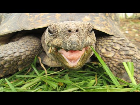 Tortoise And Turtle Sounds - Noises