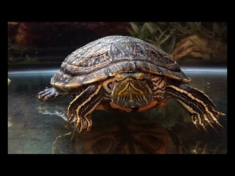 Mr Turtle Is Fat! Weight gain and update.