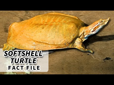 Softshell Turtle Facts: BIGGEST freshwater TURTLE | Animal Fact Files