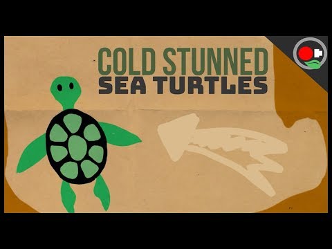 The Most Endangered Sea Turtles are Getting Too Cold!