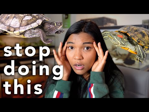 these turtle care mistakes need to STOP (things to avoid and care tips)