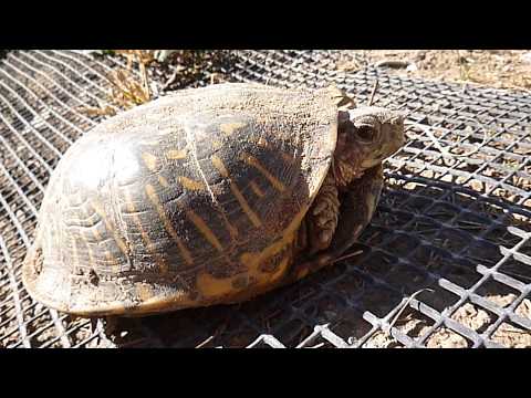 Hibernation of Box Turtles