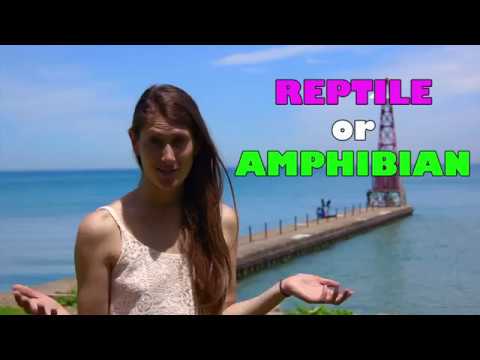 Are turtles reptiles or amphibians?