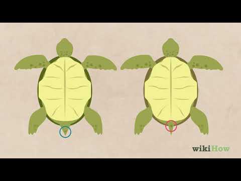 How to Tell If a Turtle Is Male or Female