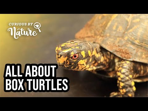 Why Are Box Turtles Called Box Turtles?