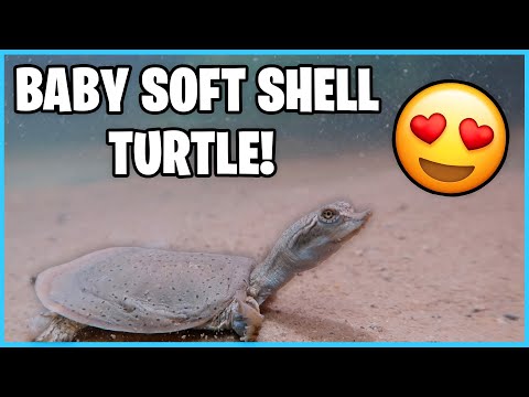 How to Care for a Softshell Turtle! (Quick care guide)