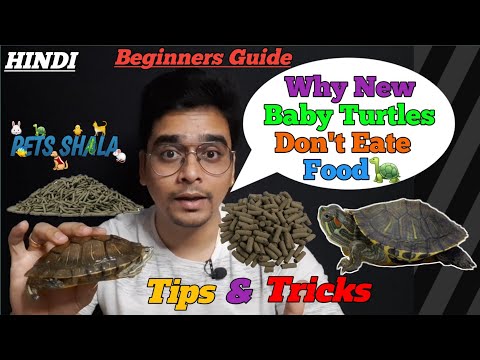 baby turtle not eating food | why new baby turtles dont eate | turtle not eating food hindi