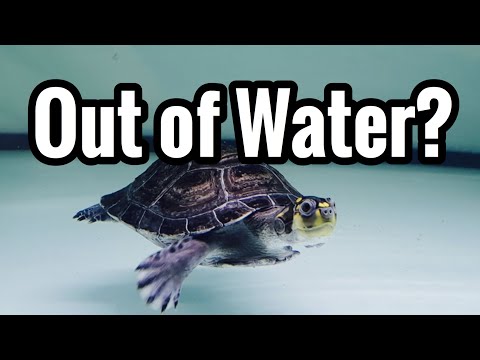 How Long Aquatic Turtles be Out or Water?