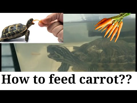 How to Feed Carrot to Turtle.| Feeding Carrot to Turtle.| turtle not eating carrot.