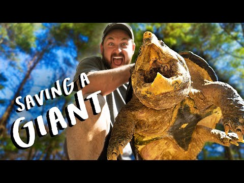 Can This Alligator Snapping Turtle Live a Normal Life? (Decision Time for Chief Brody)