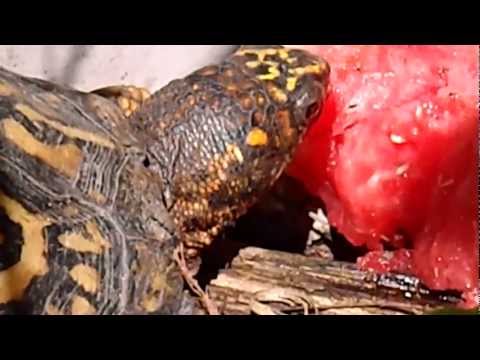 Eastern box turtle eating watermelon.