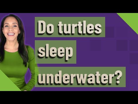 Do turtles sleep underwater?