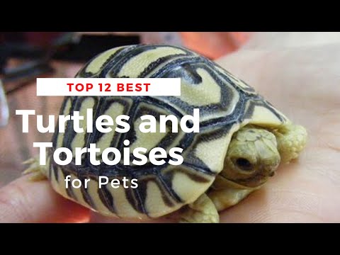 Top 12 Best Turtles and Tortoises for Pets