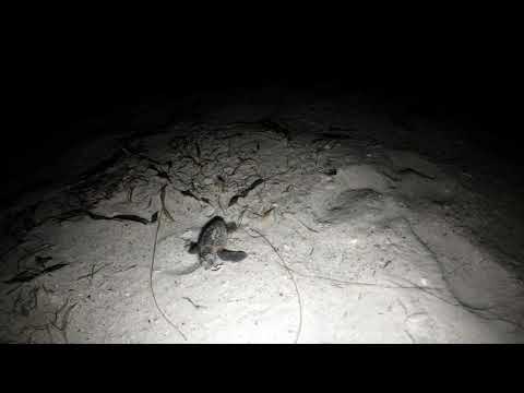 Baby turtles hatching on beach (night)