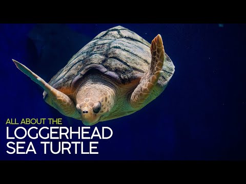 All About the Loggerhead Sea Turtle